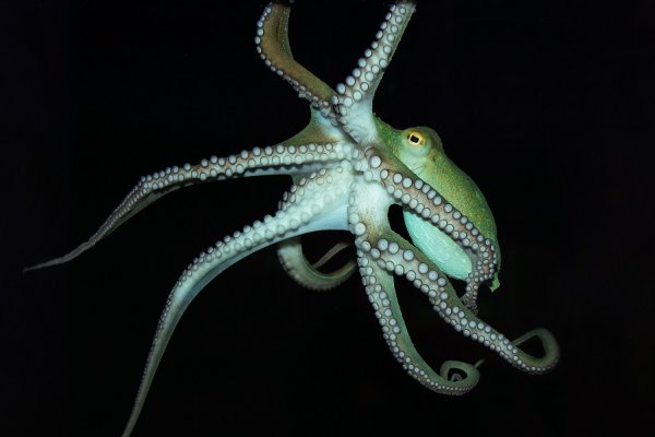 Kraken tor song